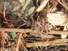 Centrocoris variegatus