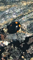 Ceratomegilla alpina