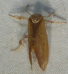 Adoneta bicaudata