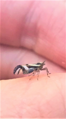 Delphax crassicornis