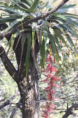 Tillandsia prodigiosa