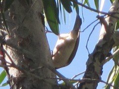 Melithreptus albogularis inopinatus