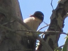 Melithreptus albogularis inopinatus