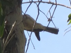 Melithreptus albogularis inopinatus