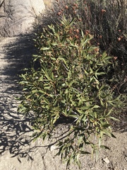 Eriodictyon trichocalyx lanatum