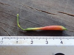 Lisianthius axillaris