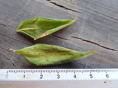 Lisianthius axillaris