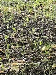 Fringilla coelebs