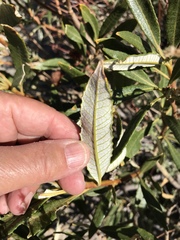 Eriodictyon trichocalyx lanatum