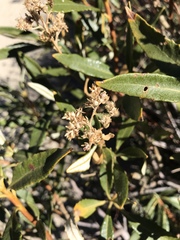 Eriodictyon trichocalyx lanatum