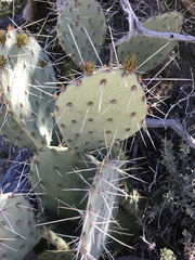 Opuntia engelmannii engelmannii