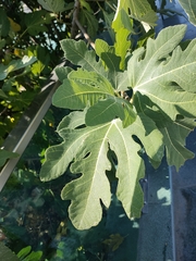 Ficus carica