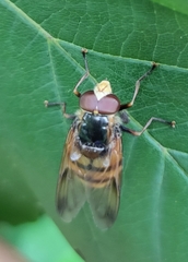 Volucella