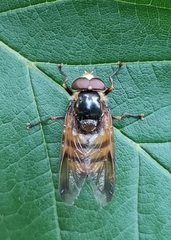 Volucella