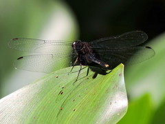 Erythemis attala