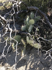 Opuntia engelmannii engelmannii