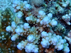 Acropora hemprichii