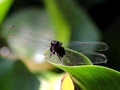 Erythemis attala