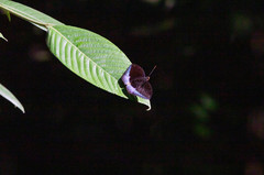 Lexias dirtea merguia