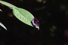Lexias dirtea merguia