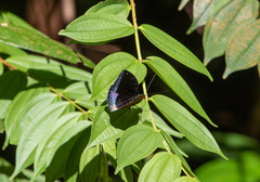 Lexias dirtea merguia