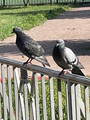 Columba livia domestica