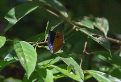 Lexias dirtea merguia