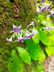 Conandron ramondioides