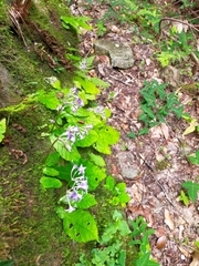 Conandron ramondioides