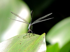 Micrathyria ocellata