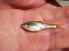Notropis topeka