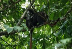 Cercopithecus ascanius