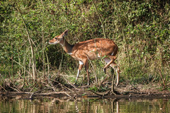 Tragelaphus scriptus bor