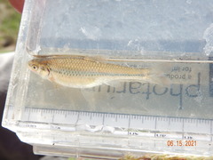 Notropis topeka