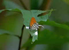 Drupadia ravindra moorei