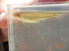 Notropis topeka