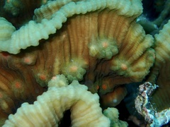 Mycedium elephantotus