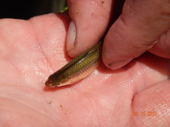 Notropis topeka