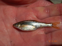 Notropis topeka