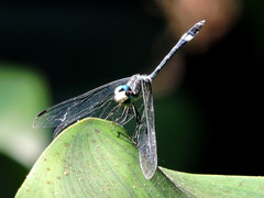 Micrathyria ocellata