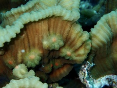 Mycedium elephantotus