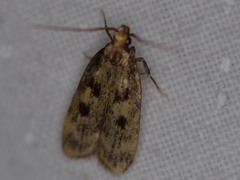 Martyringa latipennis