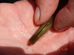 Notropis topeka