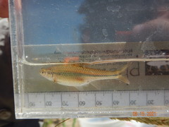 Notropis topeka