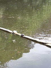 Trachemys scripta