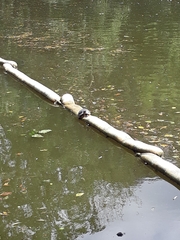 Trachemys scripta
