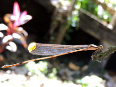 Mecistogaster ornata