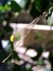 Mecistogaster ornata