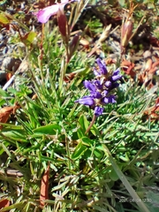 Veronica allionii