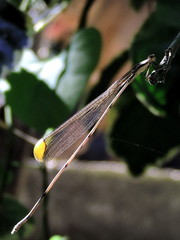 Mecistogaster ornata